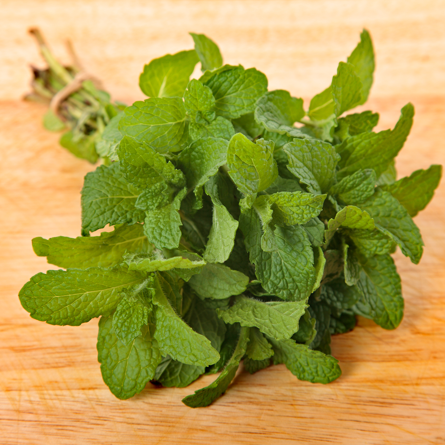 Menthe